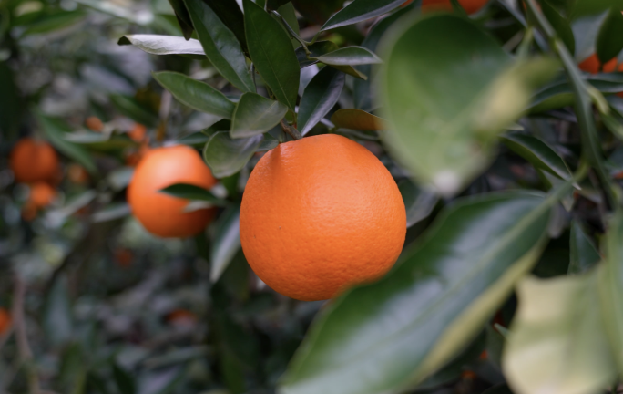 橙子果园农业脐橙水果柑橘饮料果汁脐橙丰收