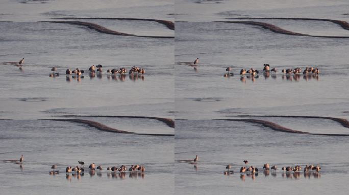 晨光打在冰面上的黑颈鹤身上视觉