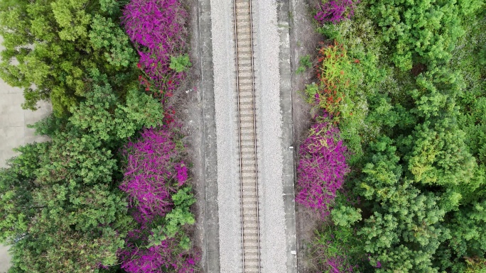 森林里的铁路