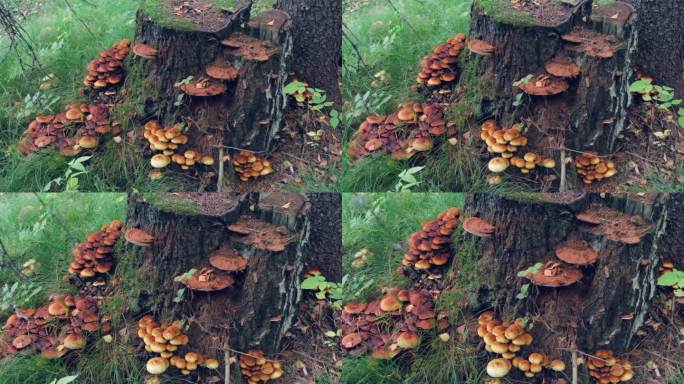 许多蘑菇生长在桦树的树桩上