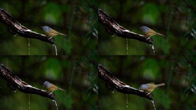 云南高黎贡山热带森林里戏水的灰眶雀鹛