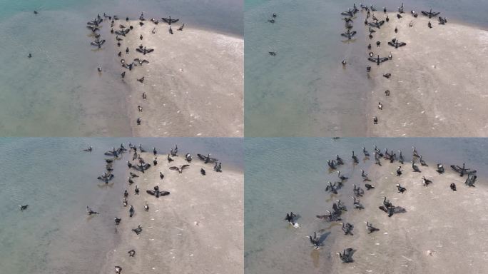 航拍襄阳汉江湿地候鸟鸬鹚生态环境自然风光