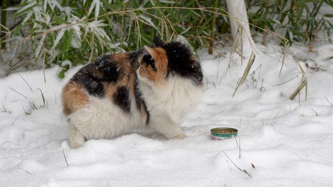 雪天猫在户外吃东西吃猫罐头