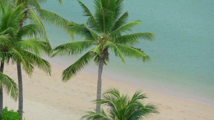 美丽的风景，夏天在沙滩上与沙滩和椰子树在岛上