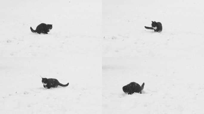下雪天小猫在雪地玩雪玩耍