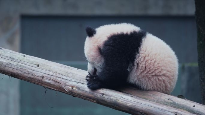 大熊猫母子玩耍
