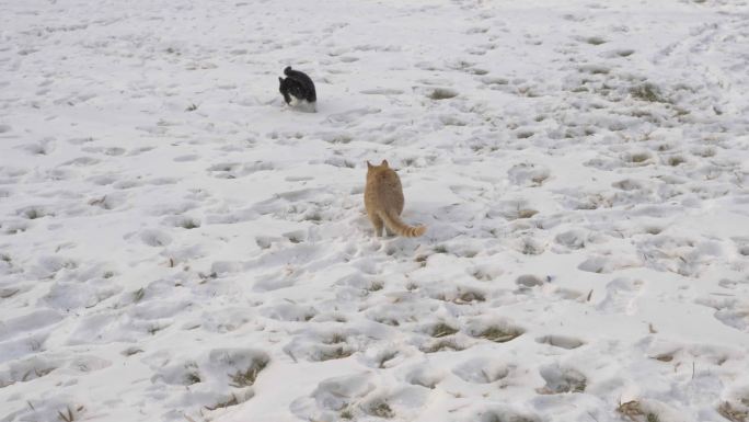 猫在雪地上打闹练习捕猎