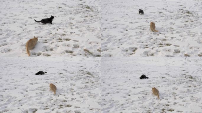 猫在雪地上打闹练习捕猎