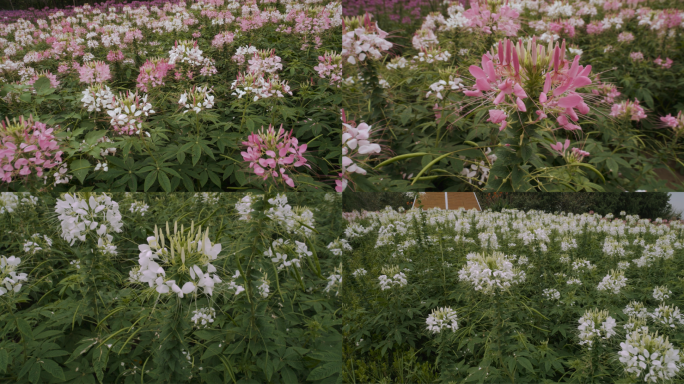 醉蝶花 花海