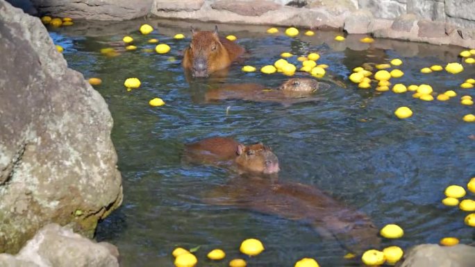 一群水豚用柚子类水果泡温泉