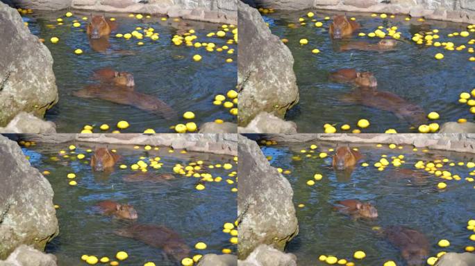 一群水豚用柚子类水果泡温泉