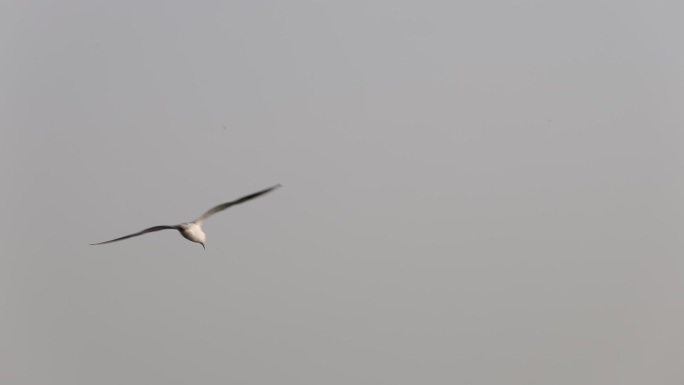 候鸟红嘴鸥在深圳湾公园休憩觅食
