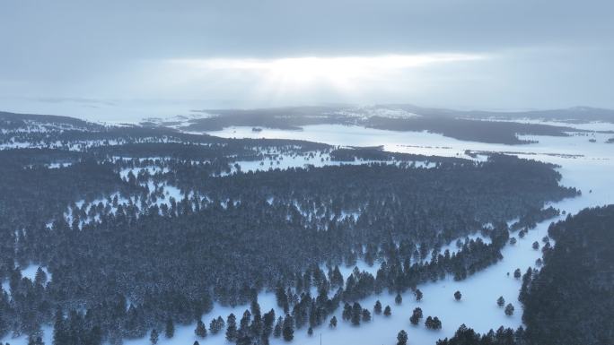 冬季自然风光风雪中的山林