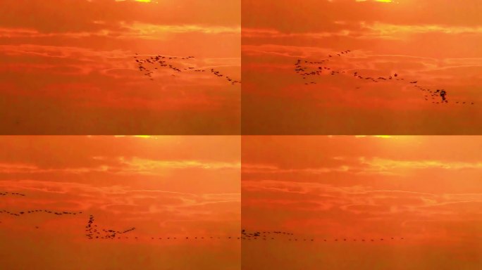 天空中飞来一群鸟儿