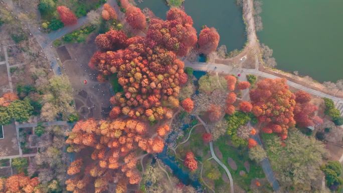 南京中山植物园前湖公园秋色