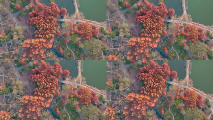 南京中山植物园前湖公园秋色