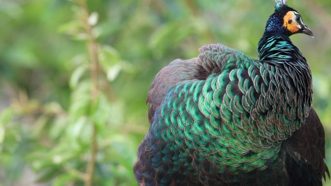 一级保护动物绿孔雀梳理羽毛