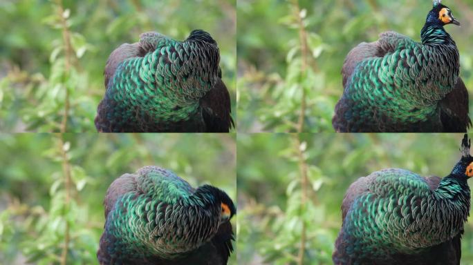 一级保护动物绿孔雀梳理羽毛