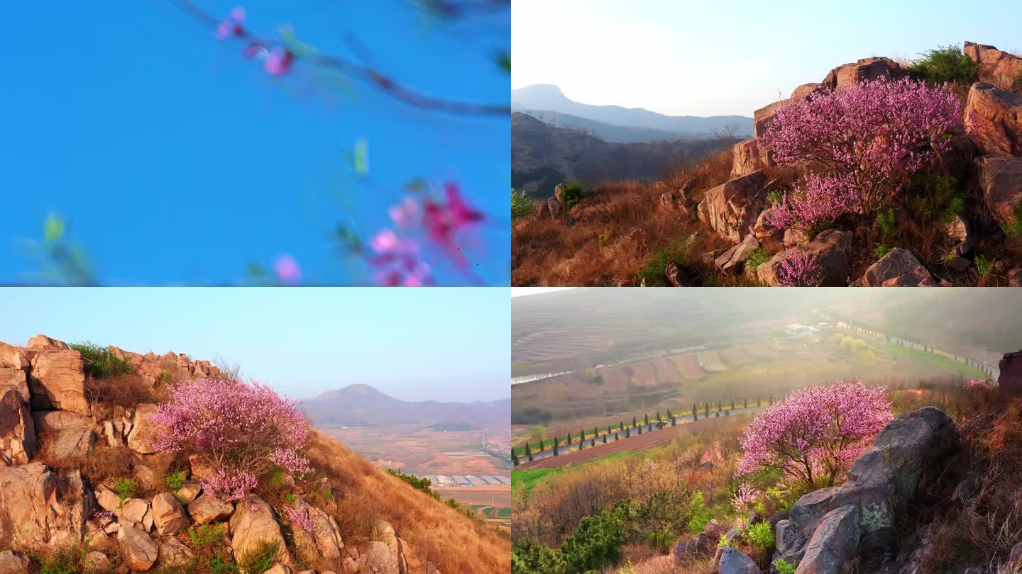 桃花、生长在山顶的桃树、桃花视频合集