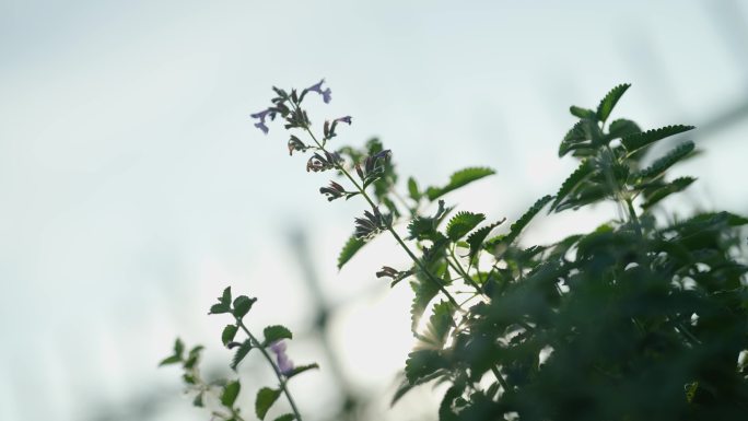 费森杂种荆芥