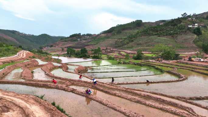 航拍云南普洱少数民族梯田种田