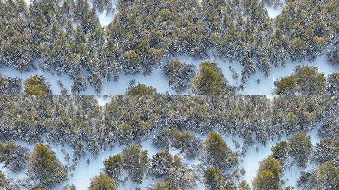 寒冬白雪雪花纷飞飘落在绿色樟子松林