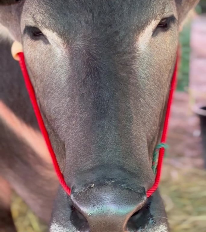 水牛吃草的脸部特写。