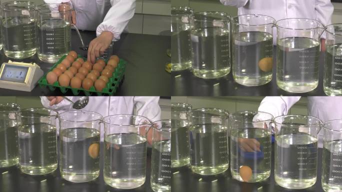 种蛋测量 不同密度溶液量杯 观察鸡蛋悬浮
