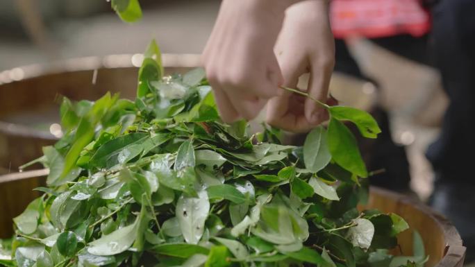 手洗乌稔叶 植物 乌米饭制作原材料 升格