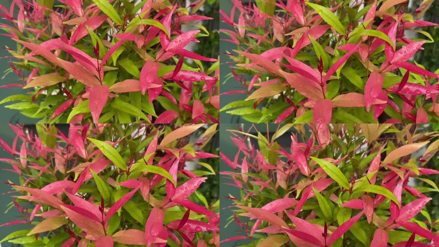 4k镜头的黎明pucuk merah或红叶，Syzygium myrtifolium花植物。