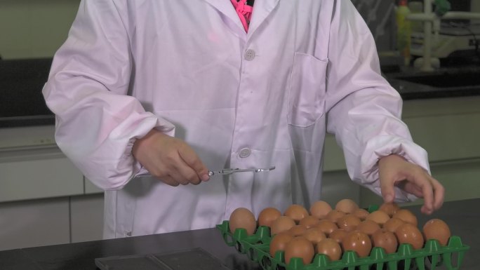 鸡蛋测量 游标卡尺 测量种蛋长宽