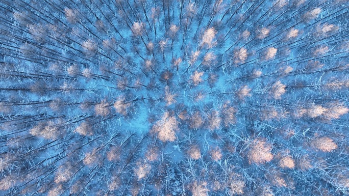 俯拍山林雪景红树头