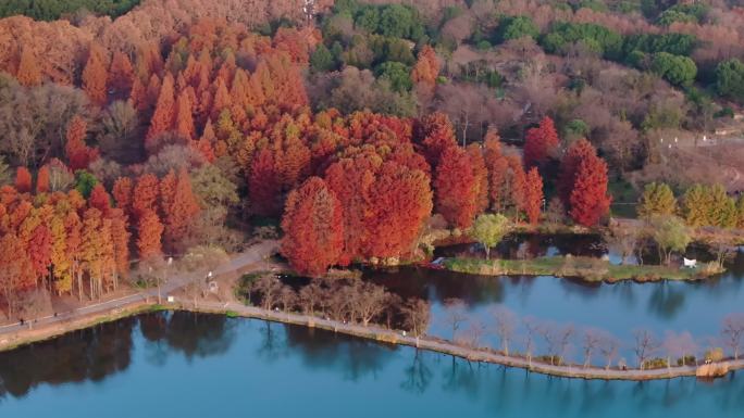 南京中山植物园前湖公园秋色