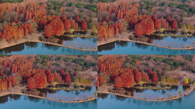 南京中山植物园前湖公园秋色