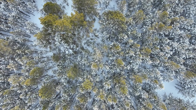 俯拍天然林樟子松林雪景