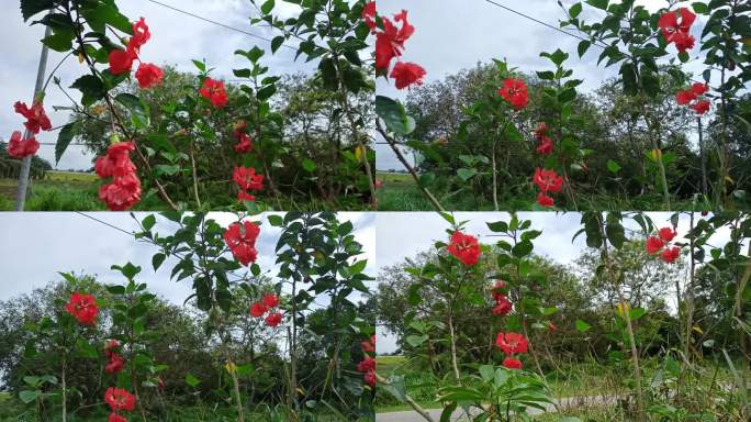 红色芙蓉花植物近距离
