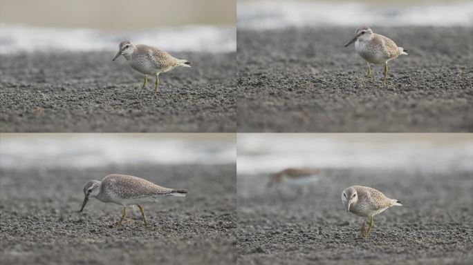 红结幼鱼觅食