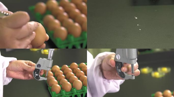 鸡蛋测量 手持式测厚仪 测量种蛋壳厚度