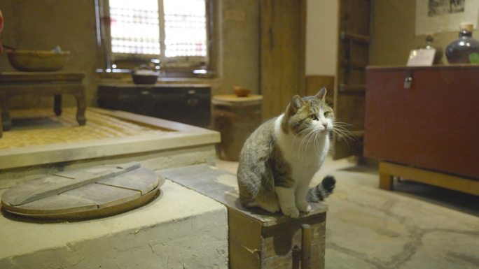 猫坐在复古老旧房屋张望好奇回忆场景年代感