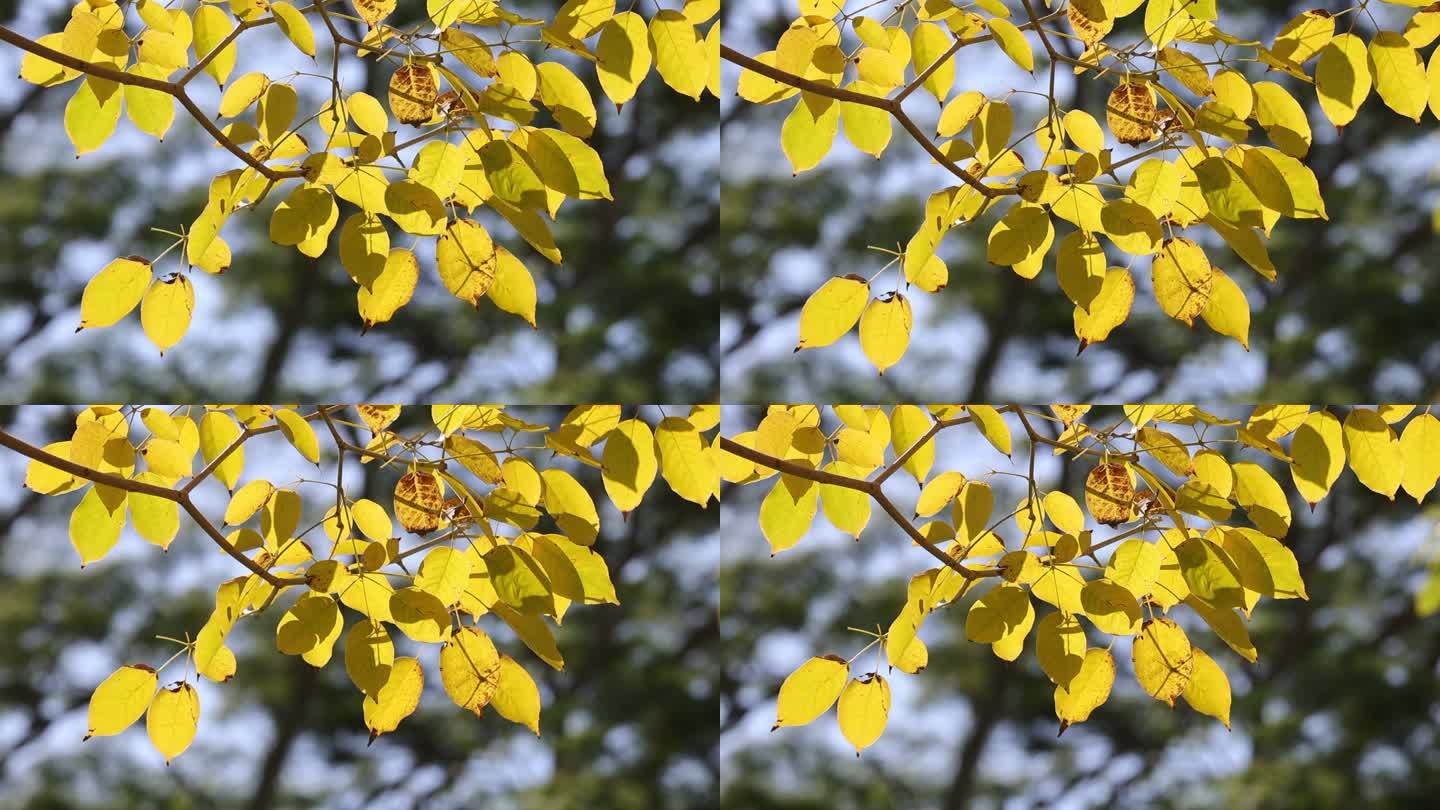 逆光下秋天的黄叶