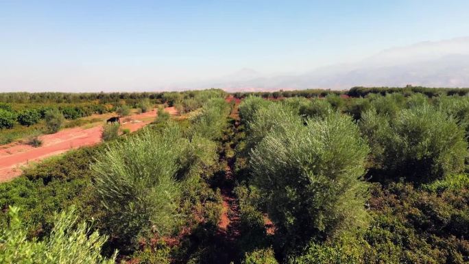 摩洛哥的橄榄树