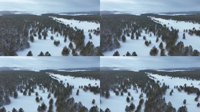 风雪中的樟子松林雪景