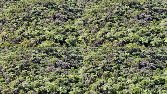 留尼旺岛上的棕榈树林