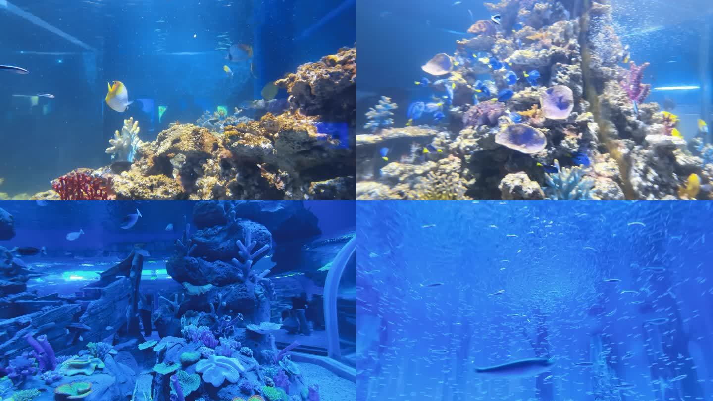 4K湘江欢乐海洋公园海底世界