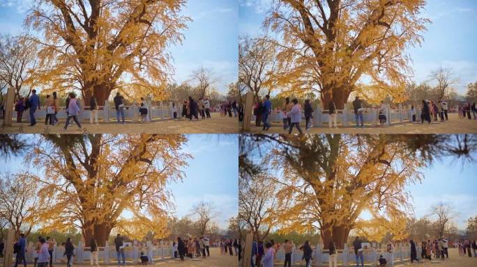 秋天的银杏树下