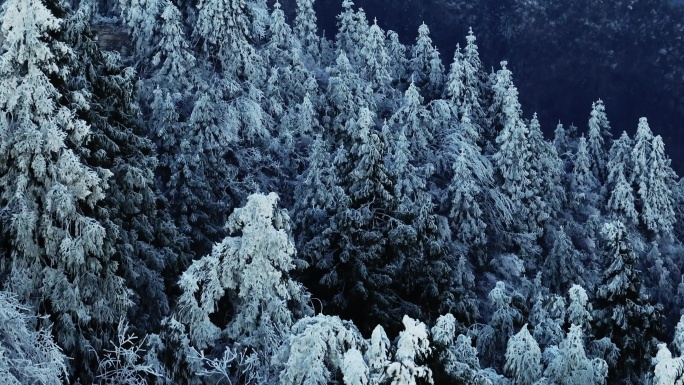 桂北隘门界冰松雪松