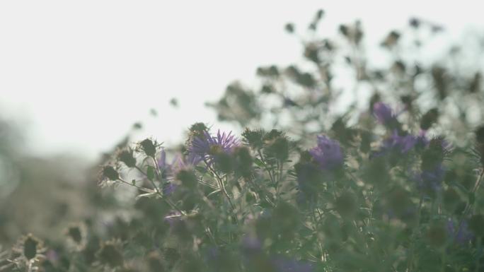 荷兰菊联毛紫菀