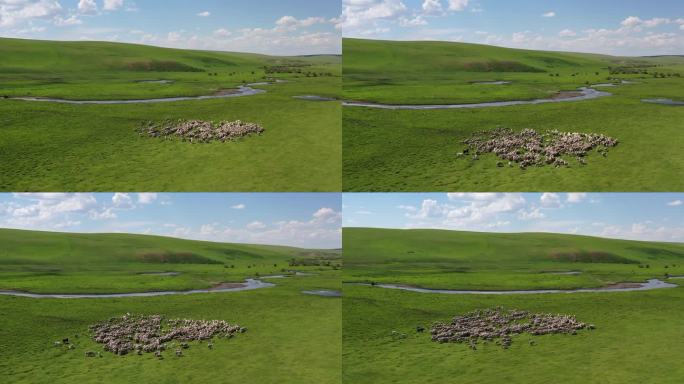 羊群 内蒙古草原 内蒙古 草原