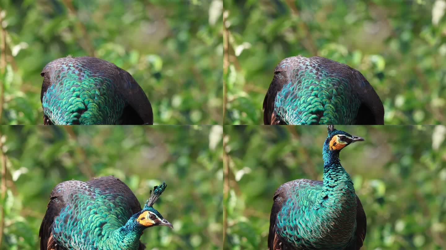 绿孔雀的鸟羽充满金属色彩