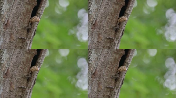 泰国云虎，当它闭上眼睛，移动头向前看的时候，它的左前腿露出了几乎一半的身体